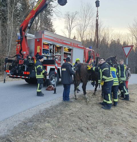 Feuerwehr hilft Pferd in Nöten